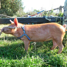 Wiggy, the Tamworth piggy